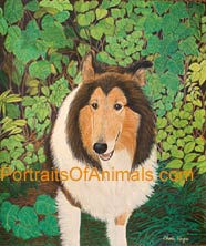 Collie Portrait - Pet Portraits by Cherie