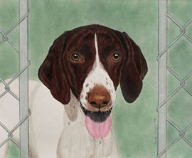 German Shorthaired Pointer Portrait