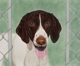 German Shorthaired Pointer Portrait