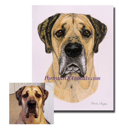 Great Dane Dog Portrait Painting