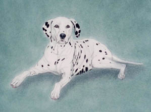 Dalmation portrait