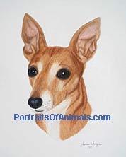 Italian Greyhound Portrait