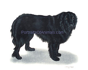 Newfoundland Portrait - Pet Portraits by Cherie Vergos