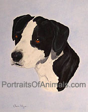 Pit Bull Mix Portrait