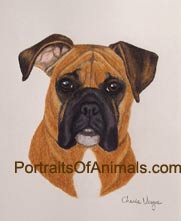 Boxer Portrait