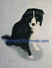 Border Collie Portrait