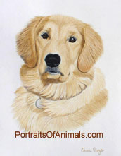 Golden Retriever Dog Portrait - Pet Portraits by Cherie