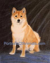 Shiba Inu Portrai t- Pet Portraits by Cherie