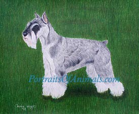 Schnauzer Portrait