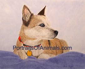 Australian Cattle Dog Portrait - Pet Portraits by Cherie Vergos