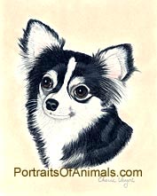 Long Haired Chihuahua Dog Portrait - Pet Portraits by Cherie