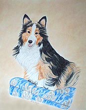 Sheltie Portrait- Pet Portraits by Cherie Vergos