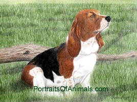 Basset Hound Dog Portrait - Pet Portraits by Cherie