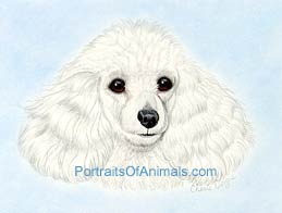 Poodle Portrait