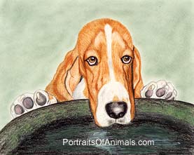 Bassett Hound Drinking from Birdbath Portrait - Pet Portraits by Cherie