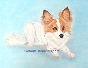 Papillon Dog Portrait - Pet Portraits by Cherie