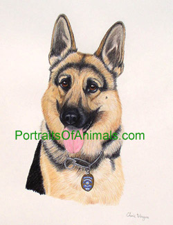 German Shepherd Dog Portrait - Pet Portraits by Cherie