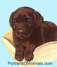 Chocolate Lab Puppy Portrait - Pet Portraits by Cherie Vergos