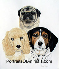 Pug, Cocker Spaniel and Beagle Dog Portrait