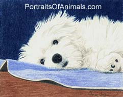 Havanese Puppy Portrait - Pet Portraits by Cherie