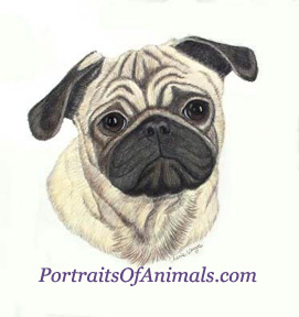 Pug Dog Portrait