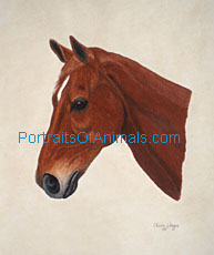 Thoroughbred Horse Portrait