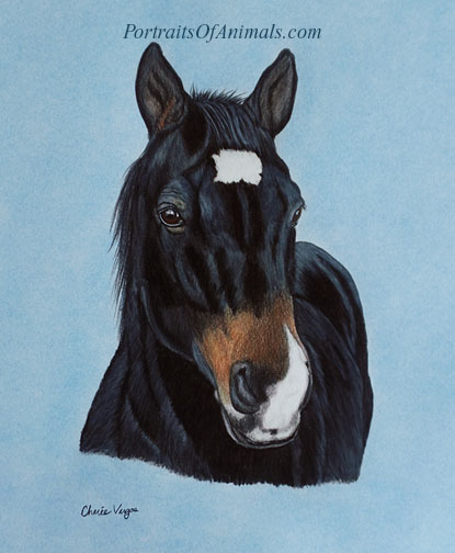 Quarter Horse Portrait