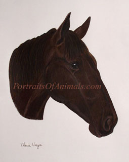 Thoroughbred Horse Portrait - Pet Portraits by Cherie Vergos