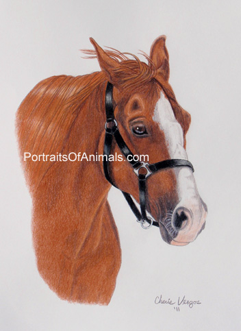 Quarter Horse Portrait- Pet Portraits by Cherie