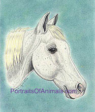 Arabian Horse Portrait