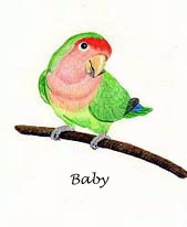 Peachfaced Lovebird Pet Portrait