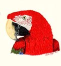 Macaw Pet Portrait