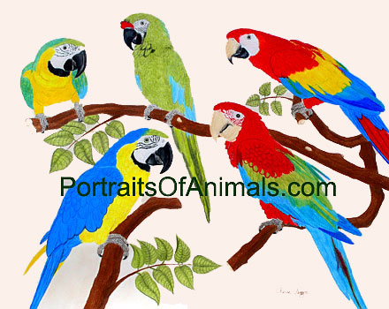 Harlequin Macaw, Military Macaw, Scarlet Macaw, Blue and Gold Macaw and Greenwing Macaw Portrait