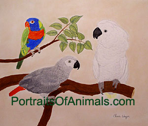 Portrait of Rainbow Lorie, African Grey Parrot, Cockatoo 