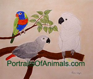 Portrait of Rainbow Lorie, African Grey Parrot, Cockatoo