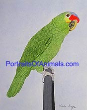 Red Lored Amazon Portrait