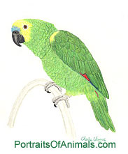 Blue Front Amazon Portrait