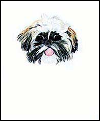 Shih Tzu Portrait A