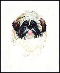 Shih Tzu Portrait B