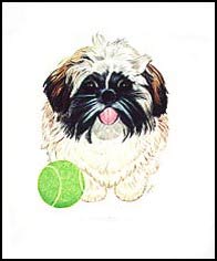 Sihi Tzu Pet Portrait C