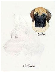 Trace- Great Dane Pet Portrait