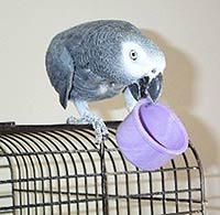 Ziggy with cup